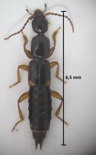 Tetartopeus terminatus